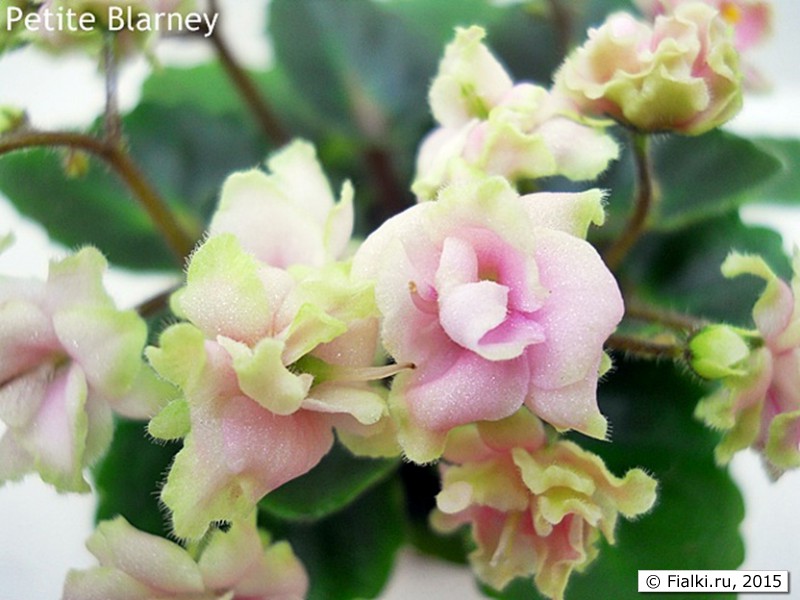 Petite Blarney (Петит Бларни), H.Pittman, мини Fialki.ru