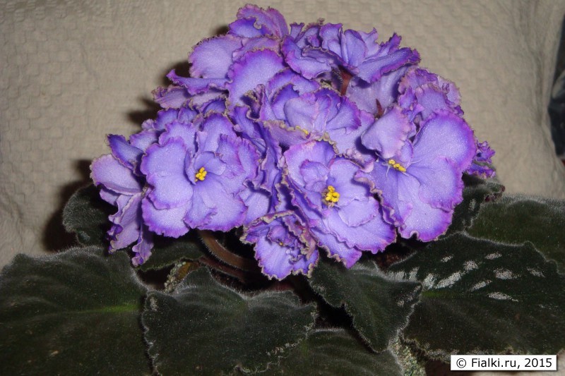DSC03181