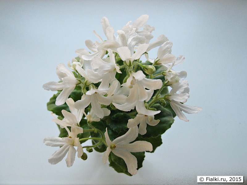 Lunar Lily white/