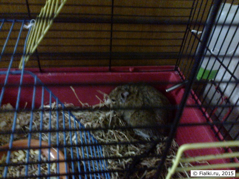 Фото0566 - копия