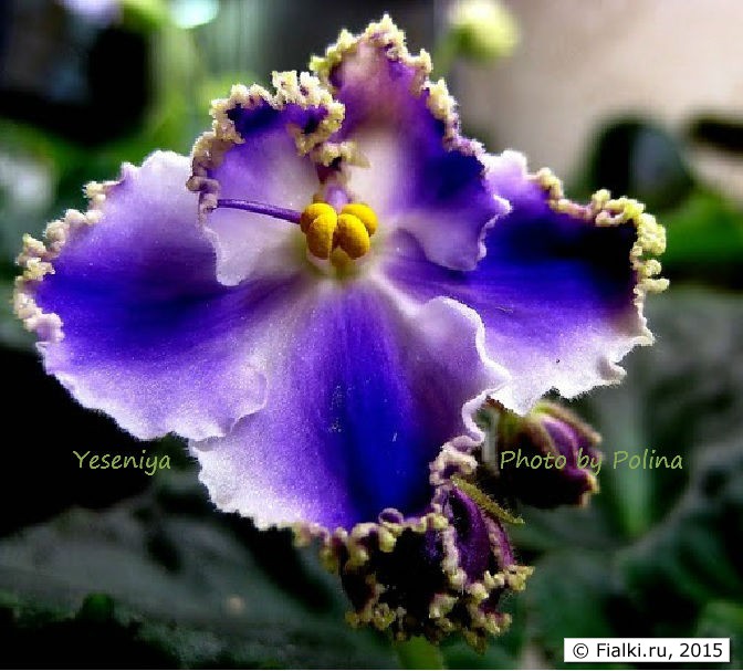 Yeseniya flower1