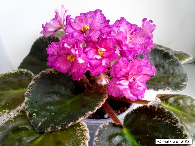 Buckeye Colossal