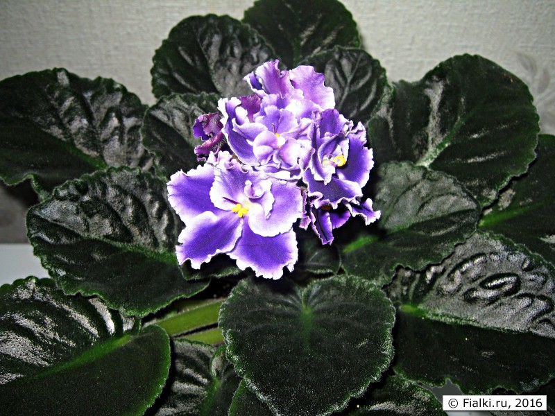 Optimara Rhapsodie Cora (Holtkamp)6