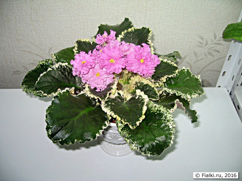 Dolores' Raspberry Sundae (D. Harrington)1