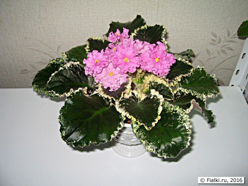 Dolores' Raspberry Sundae (D. Harrington)4