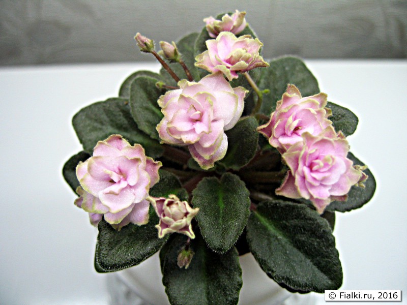 Jolly Imp (H. Pittman) Мини1