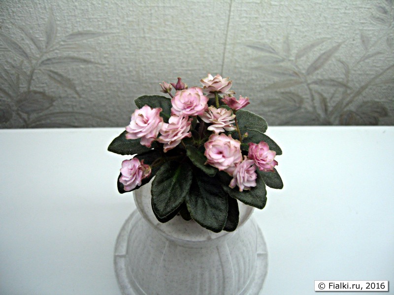 Jolly Imp (H. Pittman) Мини2