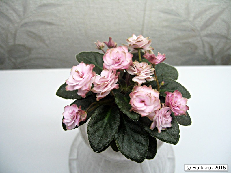 Jolly Imp (H. Pittman) Мини5