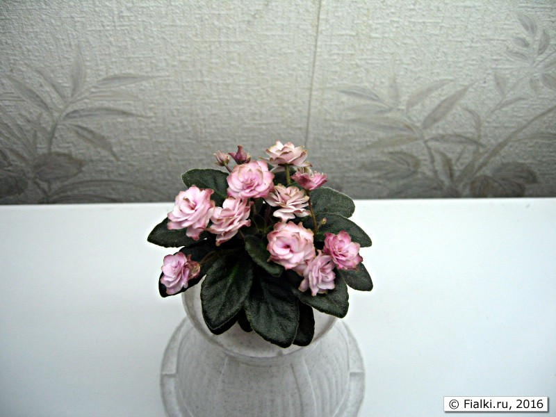 Jolly Imp (H. Pittman) Мини7
