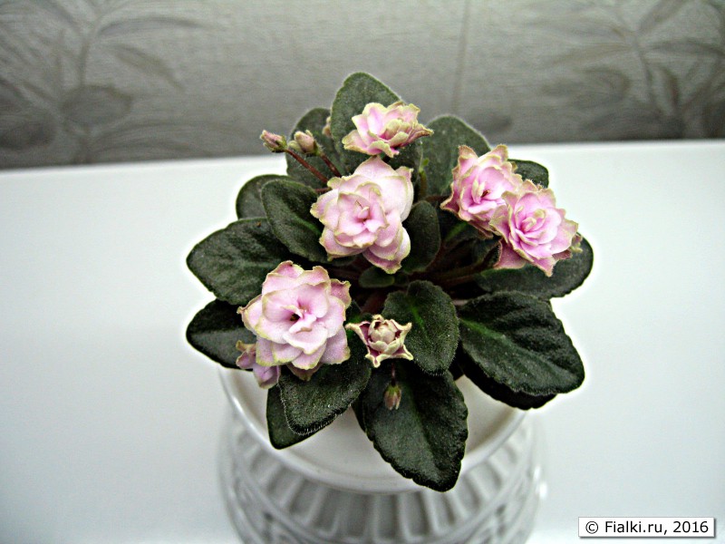 Jolly Imp (H. Pittman) Мини