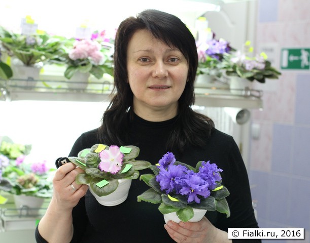 Лебецкая Елена Анатольевна, селекционер фиалок