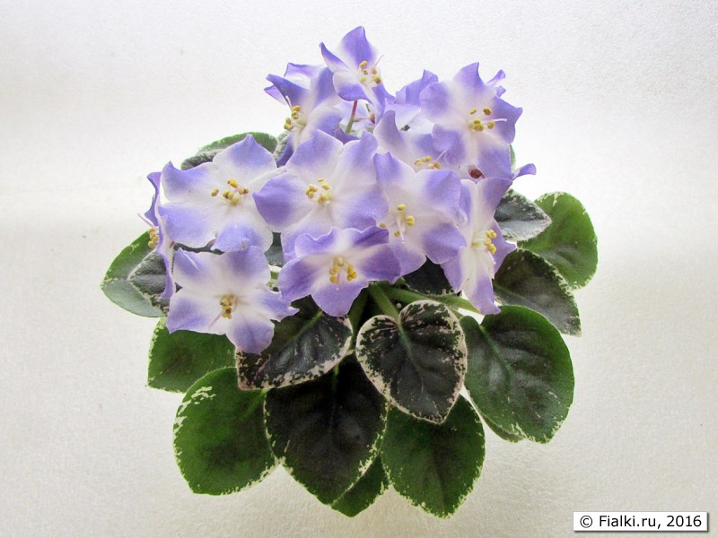 Shirl's Hawaiian Lei