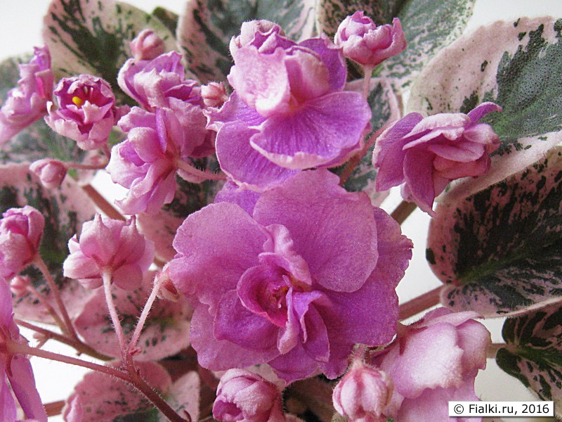 Фиалка Dean's Faded Rose (C. Hobbs/H. Hobbs)