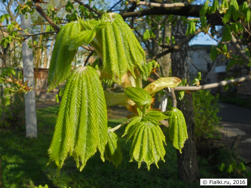 мокрые каштаны