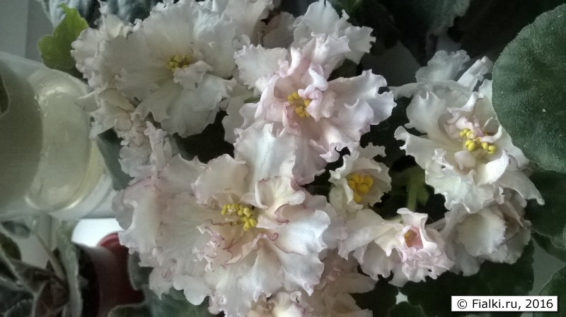 WP_20160503_12_36_18_Pro