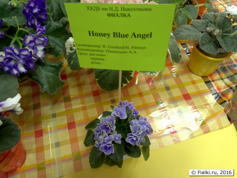 Honey Blue Angel