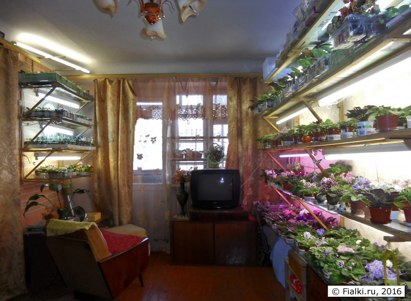 стеллажи с фиалками