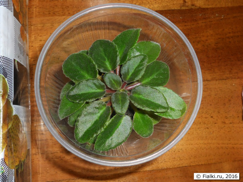 мини в банке