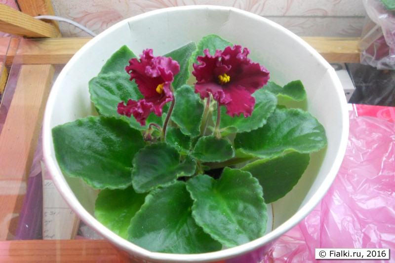 ЛЕ-Лето Красное