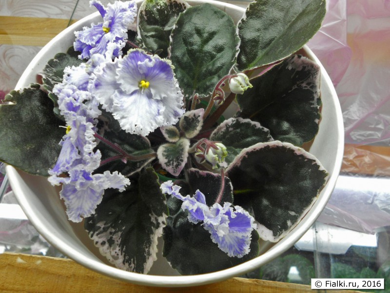 розетка в контейнере