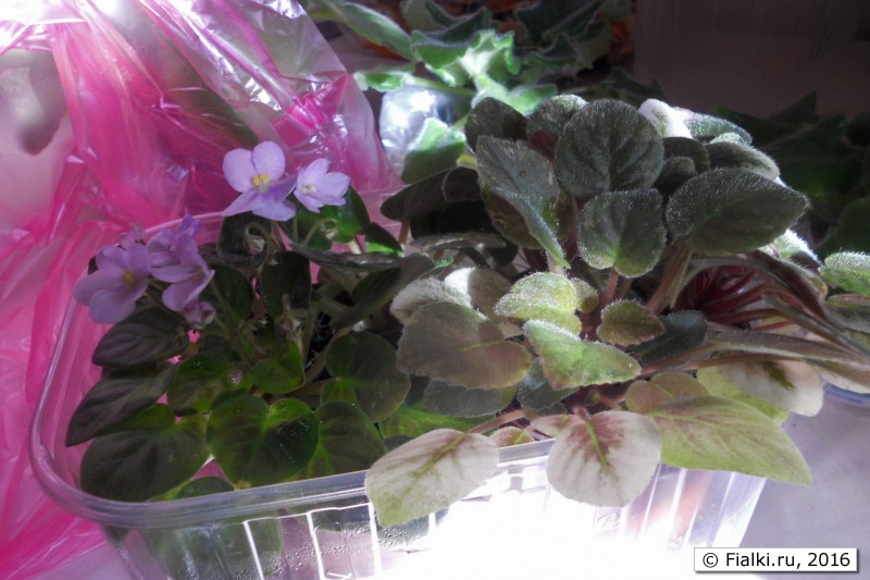 минитрейлеры