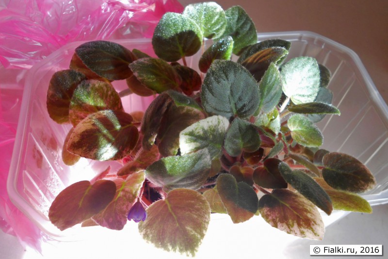 минитрейлер