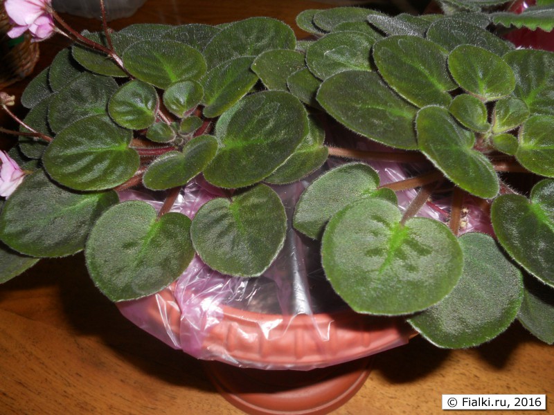 трейлер в упаковке