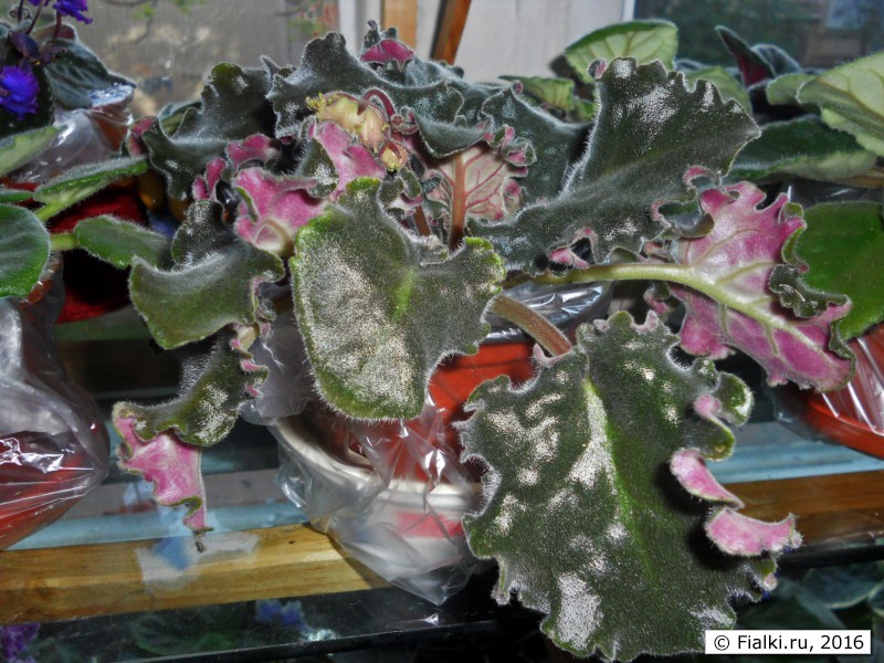 Suncoast Frilly Dilly