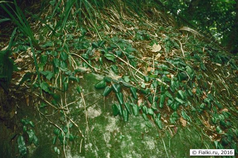 природный вид сенполий