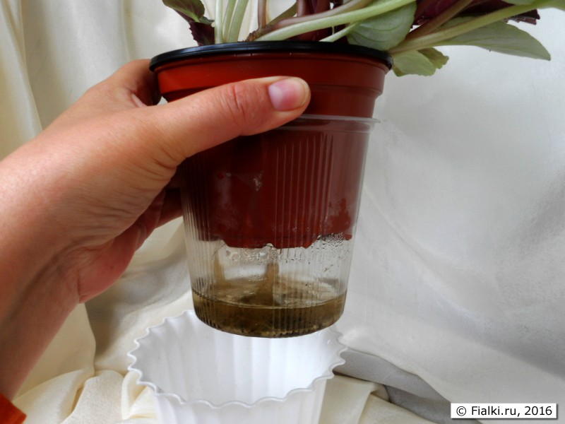 сам-себе фитиль