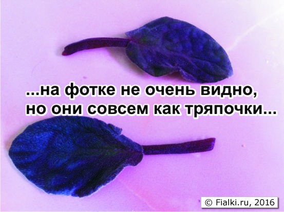 фиалки8