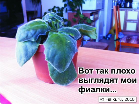 фиалки1