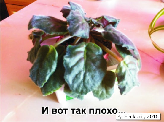 фиалки2