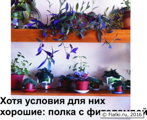 фиалки3