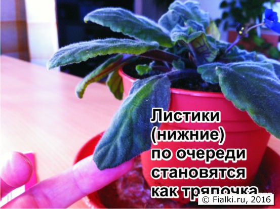 фиалки4