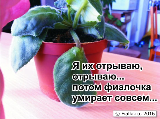 фиалки5