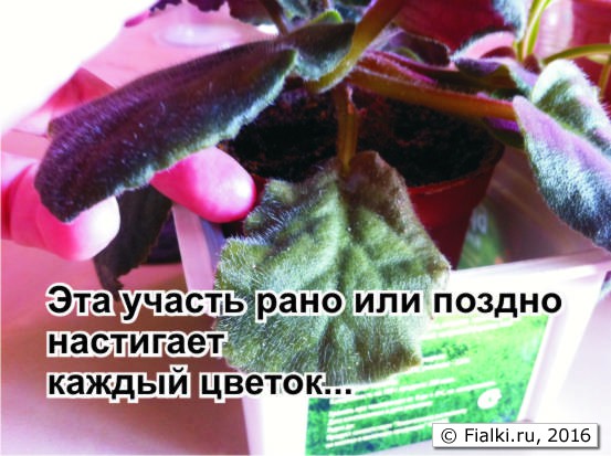 фиалки6