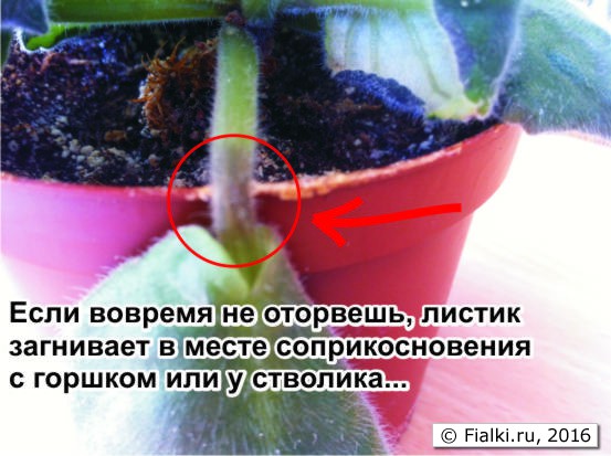 фиалки7