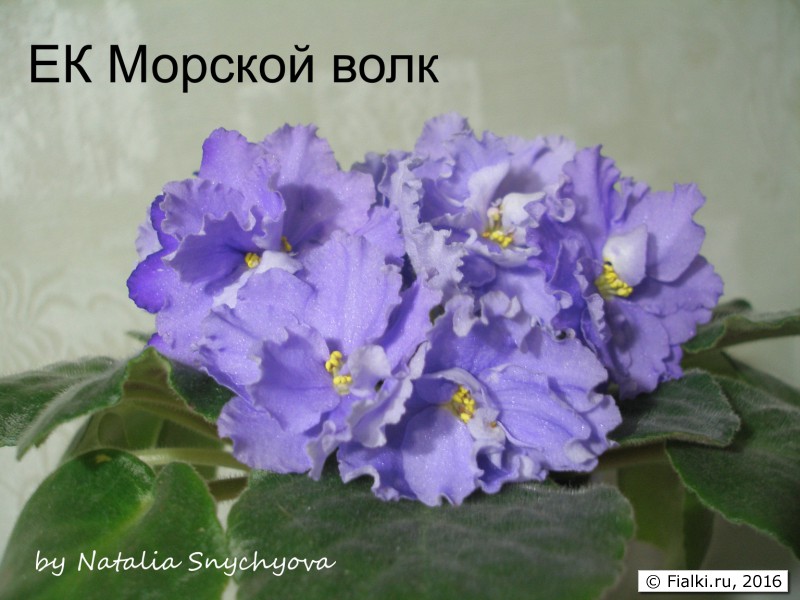 ЕК Морской волк