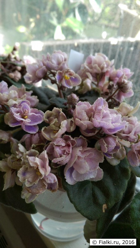 IMAG0082