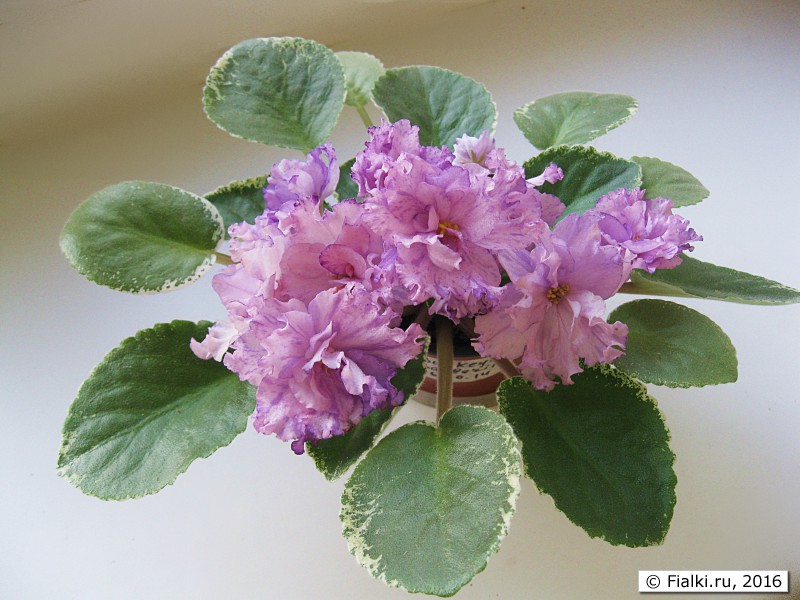 Buckeye Ballerina (P. Hancock). 