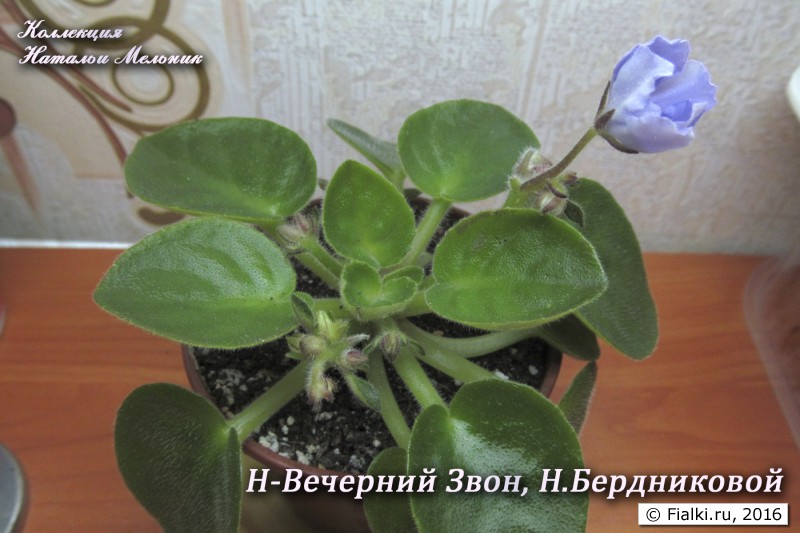 Н-Вечерний Звон_Н.Бердниковой