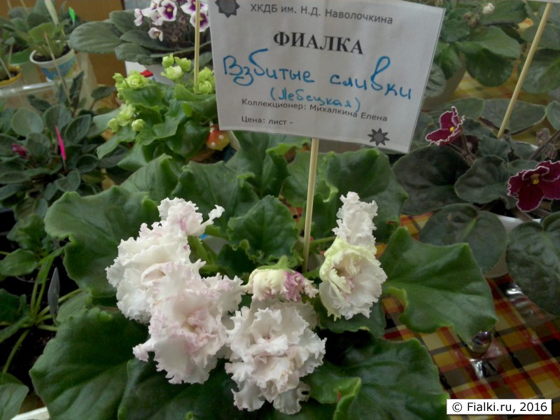 Взбитые Сливки
