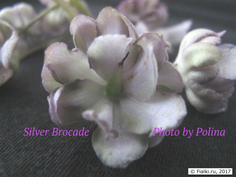 Silver Brocade 2-2