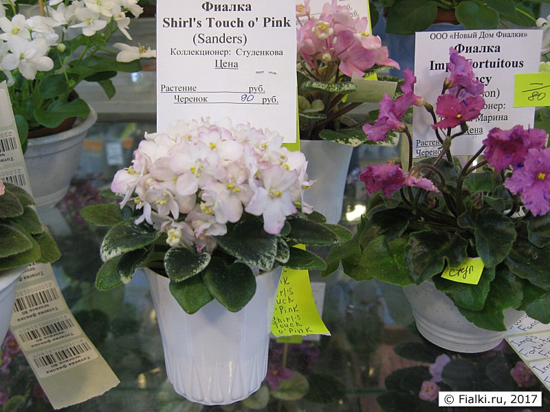 Shirl's Touch o'Pink