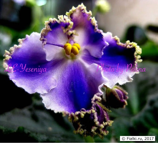 Yeseniya flower