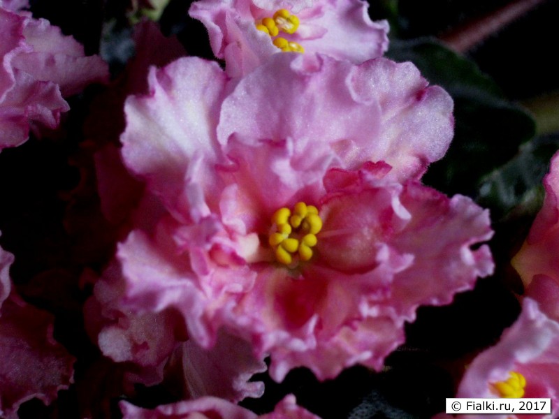 Sunkissed rose