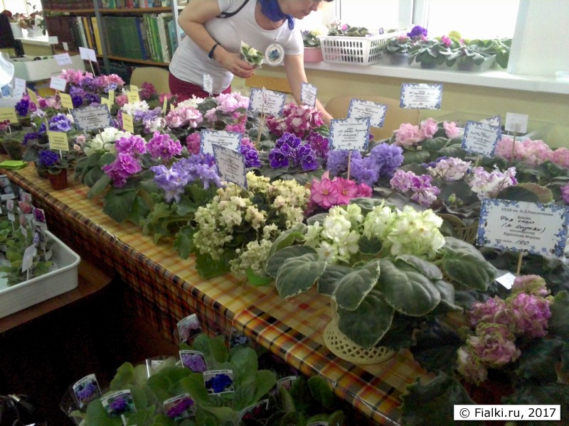 Авито купить фиалку тула. Магазин фиалок. Выставка фиалок на Литейном 42 в 2022. Выставка фиалок Оренбург Дзержинского 9. Выставка сенполий в Мытищах.