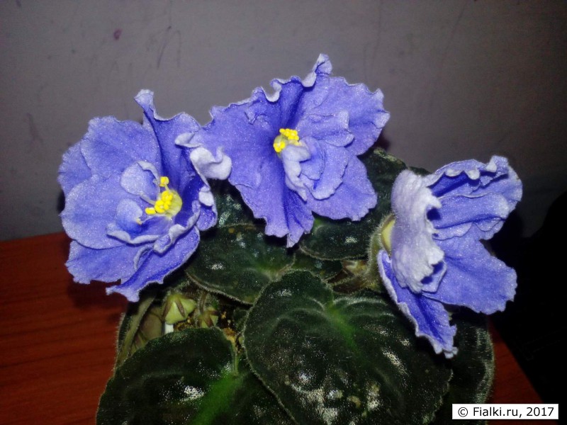 image (3)