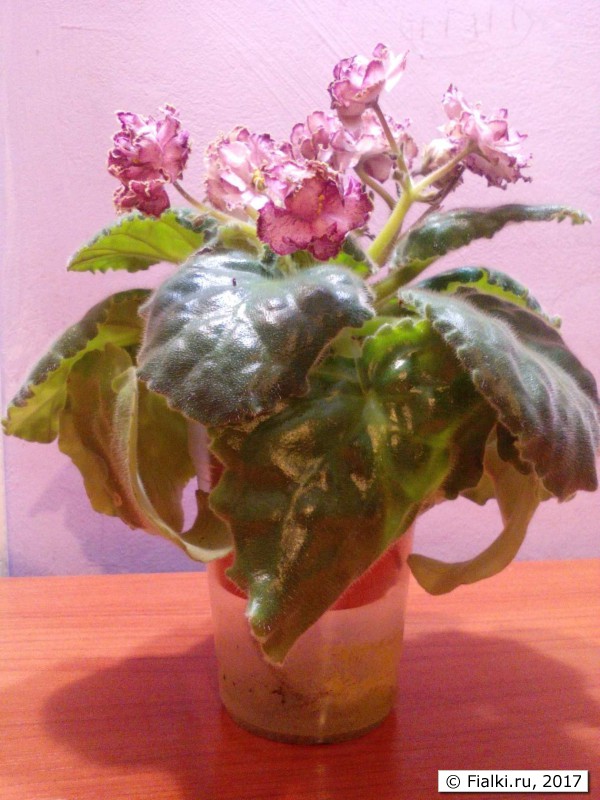 image (4)